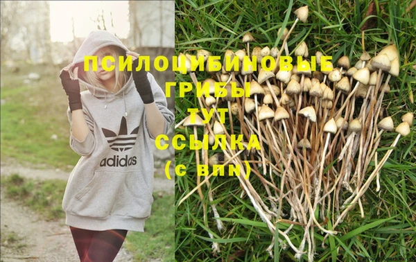 мяу мяу мука Абаза