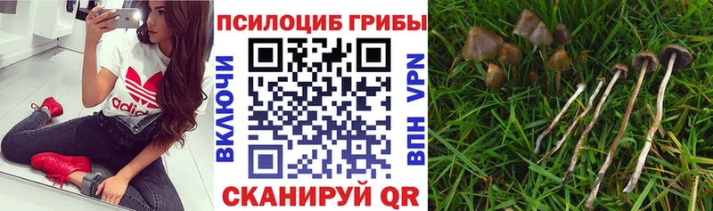как найти наркотики  Североморск  Галлюциногенные грибы MAGIC MUSHROOMS 